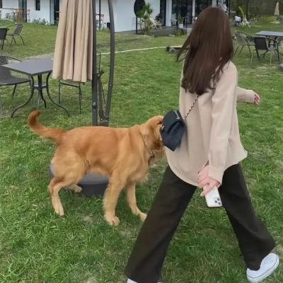 燕子与鹦鹉